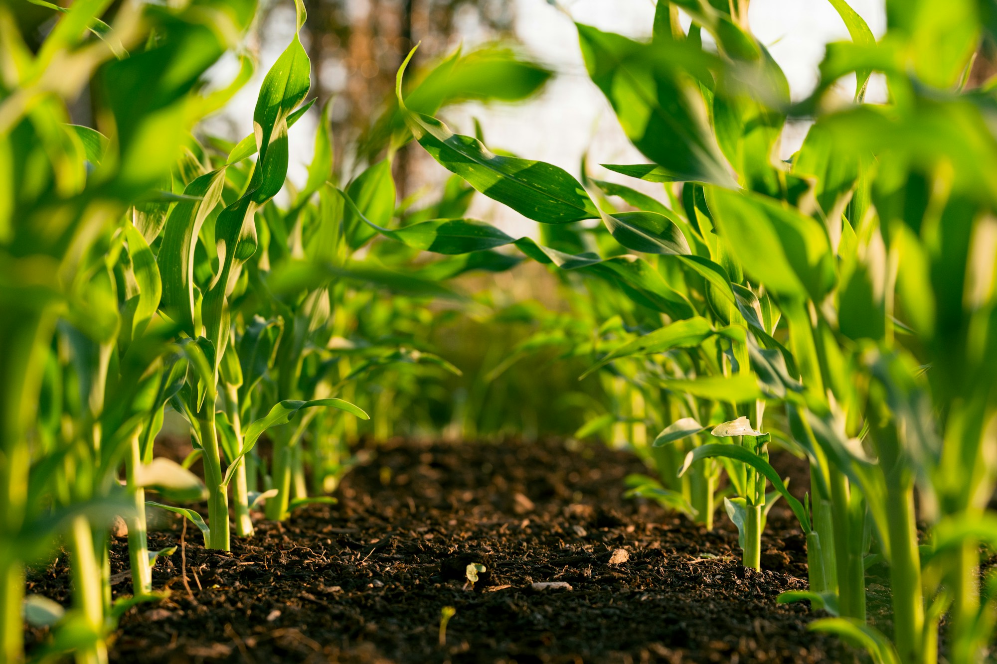 Healthy maize crops growing in fertile soil
