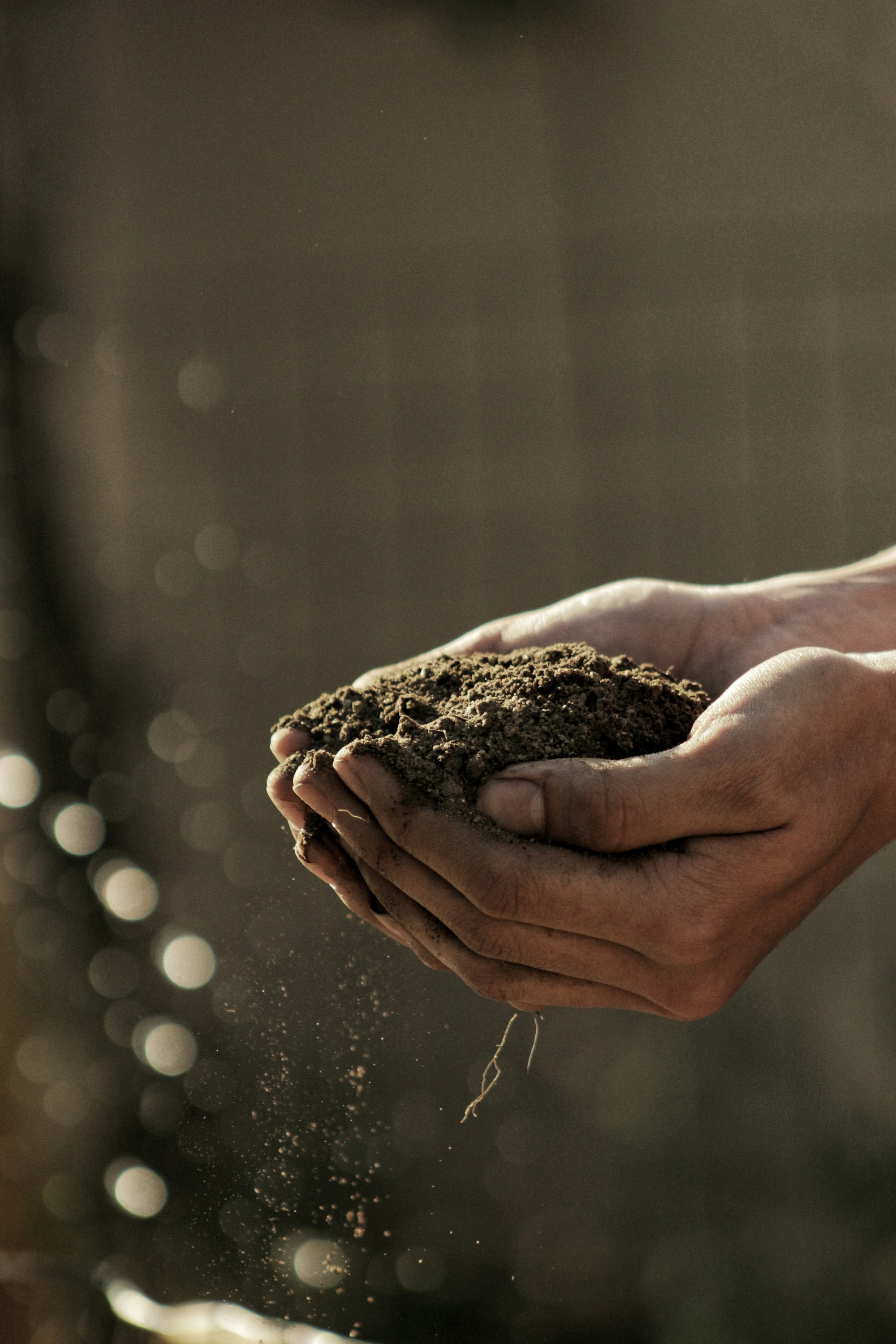 Agricultural Sector — Maize Farmer, Tanga